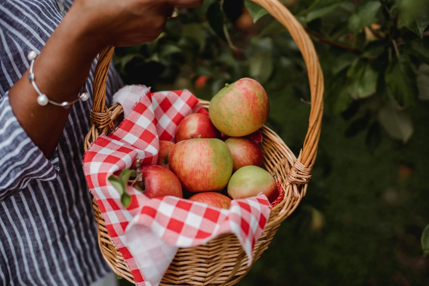 Apples in a basket for apple picking season