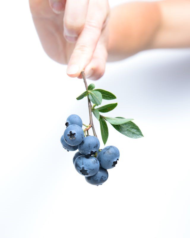 A hand picking blueberries up by the stem.